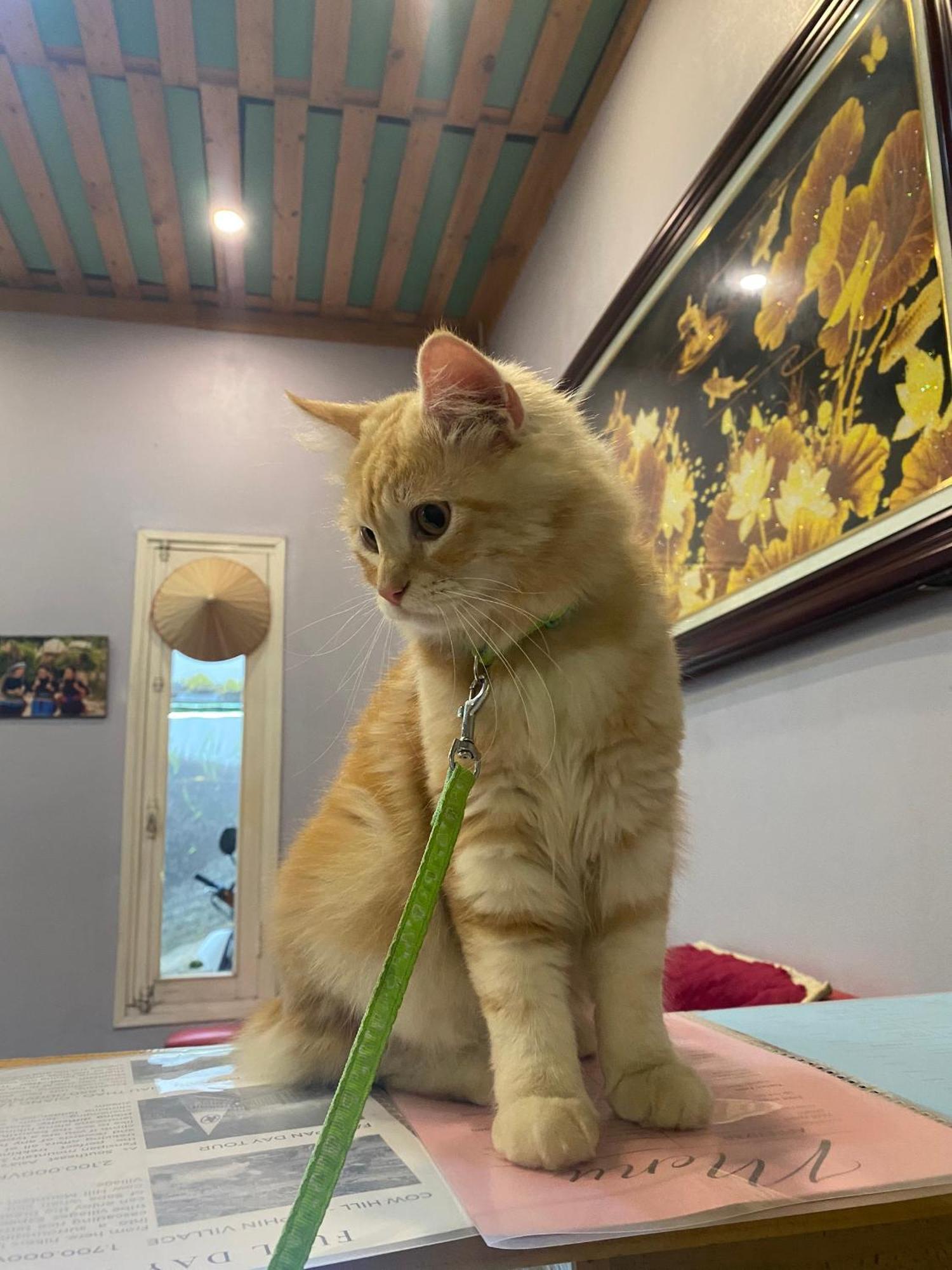 Go Sapa Hostel 외부 사진